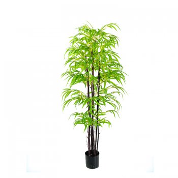 天佛盆竹 天佛盆竹